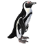 Zwartvoetpinguin