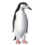 Stormbandpinguin