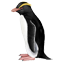 Fjordlandkuifpinguin