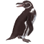 Galapagospinguin