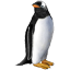 Ezelspinguin