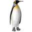 Koningspinguin