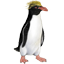 Macaronipinguin