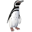 Magelhaenpinguin