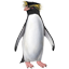Rotspinguin