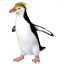 Schlegels pinguin