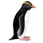 Snareskuifpinguin