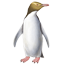 Geeloogpinguin