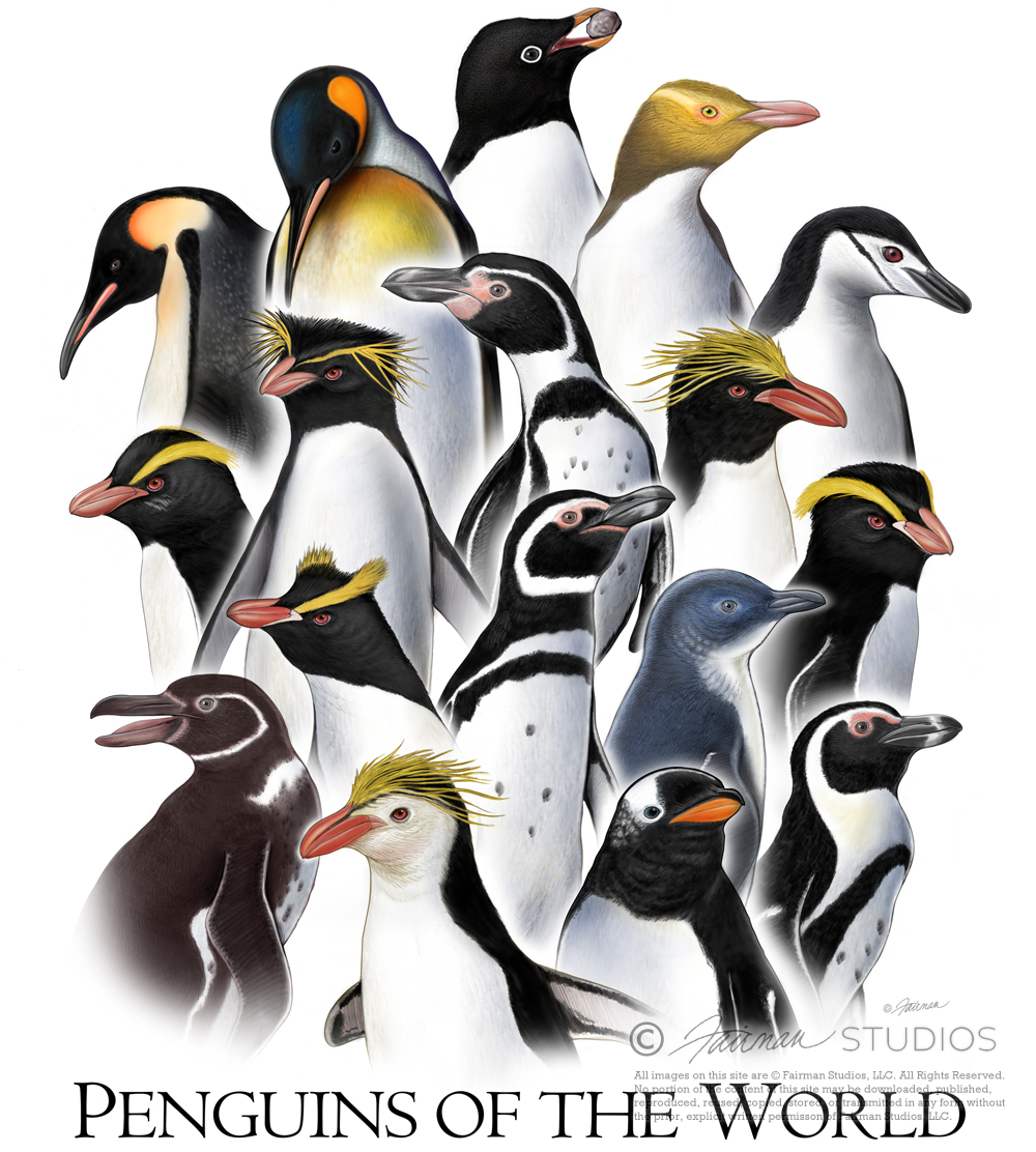 Penguins of the World